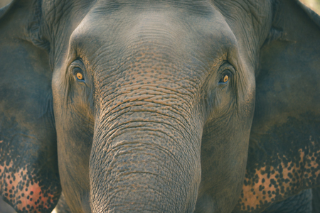 Old elephant in the forest. Closeup front of Asian elephants face.の写真素材