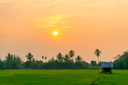 A lonely cottage in the middle of the rice field and the evening sunlight. The concept of peace and happiness.の写真素材