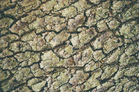 Texture of old big tree bark in deep forest. Suitable for articles background about natural or...