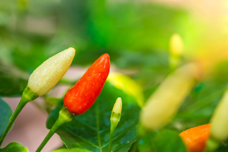 Fresh Chili peppers and water drops on the tree in organic farm and morning sunlight.の写真素材