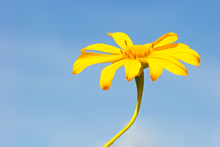 Closeup single yellow Tree Marigold or Maxican Sunflower in the blue background of the sky.の写真素材