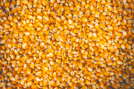 Texture of many corn seeds are dried in the sun. Suitable for background articles on agriculture.の写真素材
