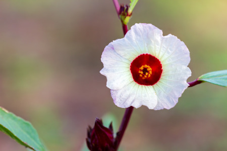 Closeup Roselle flower and leaves on the tree with morning sunlight.の写真素材