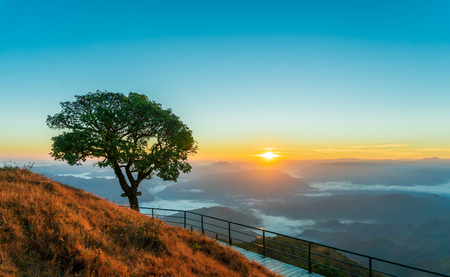 Sunrise in the mountains at the view point. Single large trees and grass fields and walkways made of steel.の写真素材