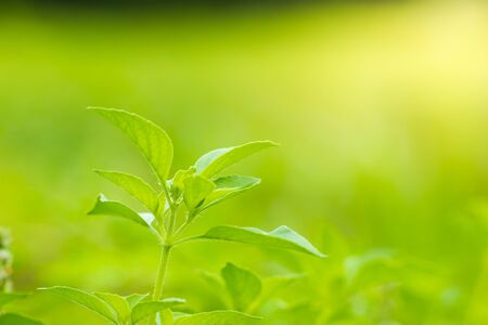 Hairy basil or Ocimum basilicum tree in morning sunlight. It is herbs and ingredients for cooking in...
