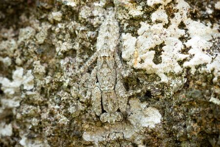 Praying Mantis on the rock in tropical forest. Mantis disguise or camouflage as a stone. Closeup and copy space.の写真素材