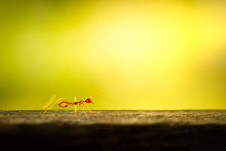 Red ant walking on the tree and green natural background. Closeup and copy space. Integrity of nature and environment.の写真素材