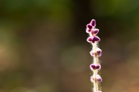 Flower of grass in green natural background at tropical forest. Vintage natural background. Closeup...