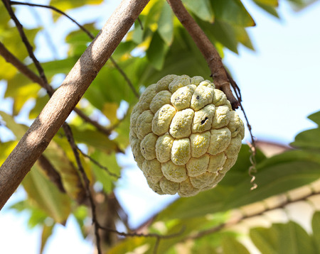 The custard apple on の写真素材