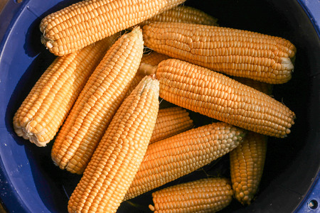 The corn in the morning sun