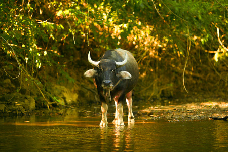 Thai buffoloの写真素材