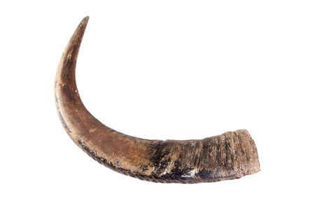 Buffalo horns on white の写真素材