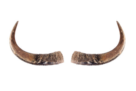 Buffalo horns on white の写真素材