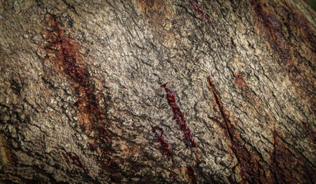 Bark background.の写真素材