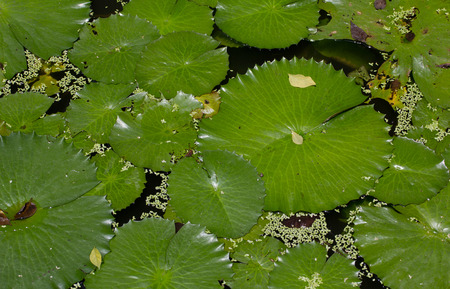 Lotus leaf in pond.の写真素材