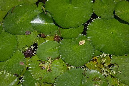 Lotus leaf in pond.の写真素材