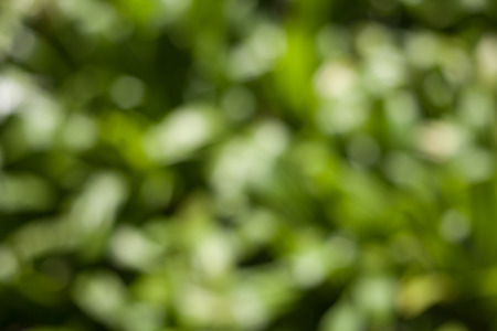 Green blur background.の写真素材