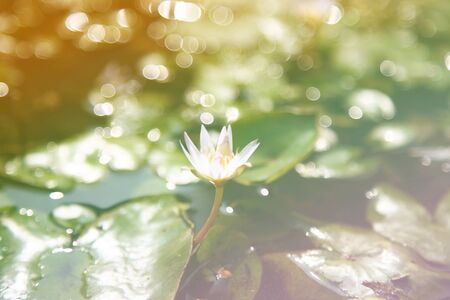 Lotus got the wind blowing in the motion blur background. Selectの写真素材