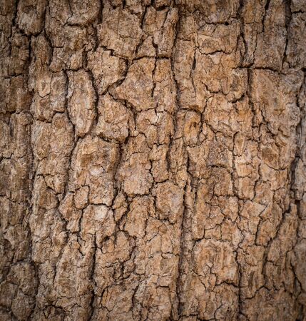 Bark of the tree texture.の写真素材