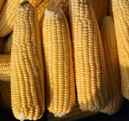 Corn placed in the basket.の写真素材