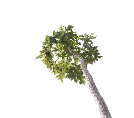 Papaya tree on white.の写真素材