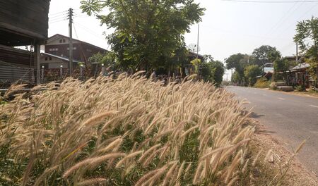 The wind blew blown grass on daylight.の写真素材