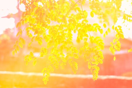 Grass flower being blown.Vintage filter.Sofe focus point.の写真素材
