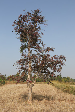 Dry tree in field.の写真素材