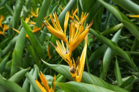 flower yellow with green leaves.の写真素材