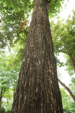 Big tree.の写真素材