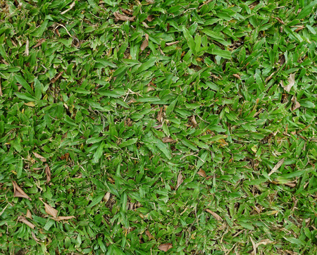 Vivid green malaysian grass closeup background.の写真素材