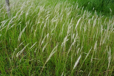 Grass flower being blown.Solf focus.の写真素材