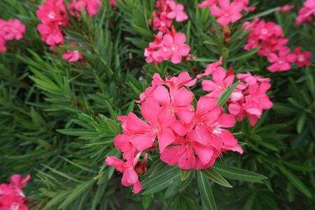 Flower red.の写真素材