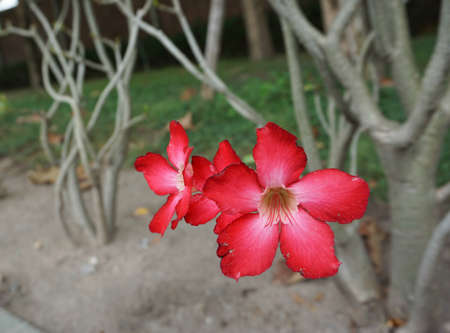 Flower red.の写真素材