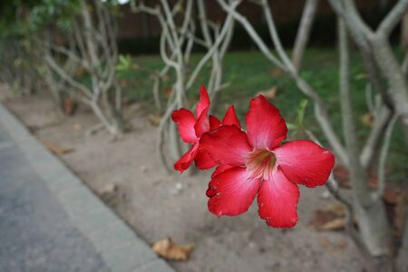 Flower red.の写真素材