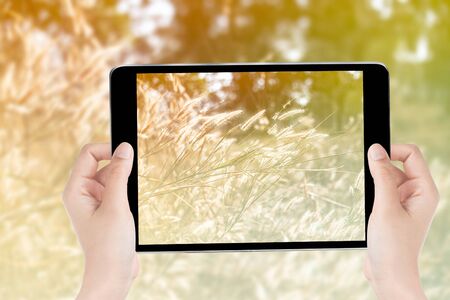 Touch screen tablet in hand a photography the grass flower being blown.Vintage filter.Sofe focus point.の写真素材