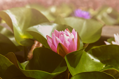 Lotus flower in pond - Vintage filter.の写真素材