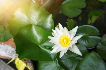 Lotus in the tub background.の写真素材