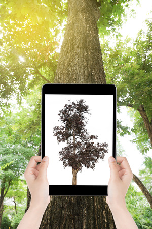Hand hold a tablet take the photo dry tree on big tree background - Nature concept.の写真素材