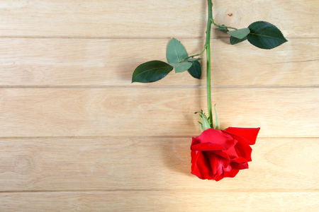 Red rose on the old wood. valentine concept.の写真素材