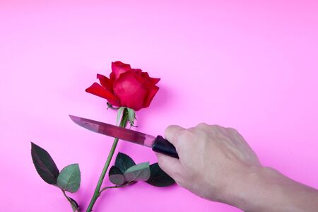 Holding a knife to cut roses on a pink background. Valentine concept.