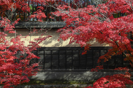 KURASHIKI, JAPAN - November 25 : Leaves of color change in the ancient city of Edo at kurashiki, JAPAN.のeditorial素材