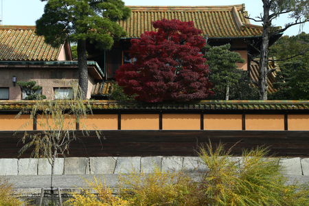 KURASHIKI, JAPAN - November 25 : Leaves of color change in the ancient city of Edo at kurashiki, JAPAN.のeditorial素材