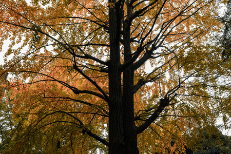 Yellow Ginkgo Leaves at Tokyo university. Cinema mood.の写真素材