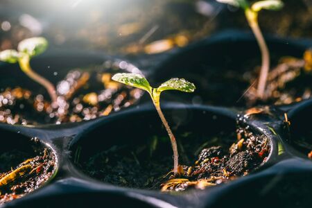 Planting the seedlings in the soil - Focus point.の写真素材