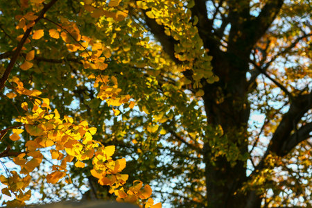 Autumn leaves on a tree in the park. Autumn background.