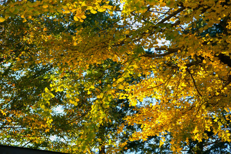Autumn leaves on the trees in the park, autumn background.の写真素材