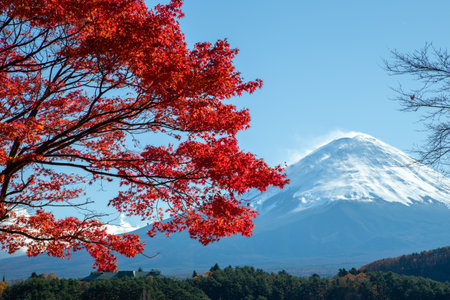 Beautiful landscape of mountain fuji with maple leaf tree around lake in autumn season Yamanashi Japanの写真素材