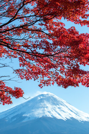 Beautiful Fuji mountain with maple leaf at kawaguchiko lake Japanの写真素材