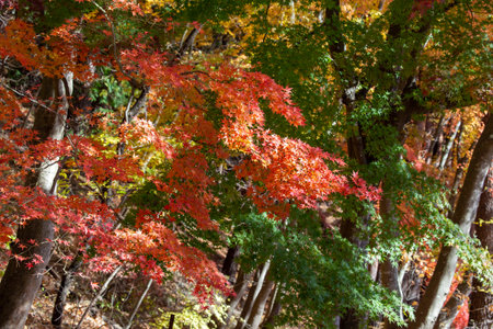Autumn leaves of Japanese maple tree in the forest, Japan.の写真素材